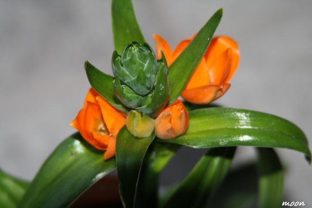 Sunčeva zvijezda (Ornithogalum dubiuum)
